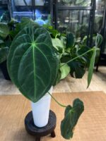 Anthurium Papilliaminum X #4 - obrazek 3