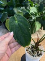 Anthurium Papilliaminum X #4 - obrazek 5