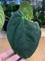 Anthurium Papilliaminum X #4 - obrazek 6