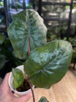 Alocasia Yucatan Princess #2