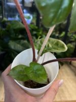 Alocasia Yucatan Princess #2 - obrazek 3