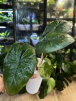 Alocasia Yucatan Princess #2 - obrazek 4