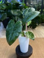 Alocasia Yucatan Princess #2 - obrazek 5