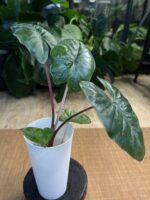 Alocasia Yucatan Princess #2 - obrazek 2