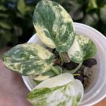 Scindapsus Mayari variegata #1