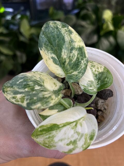 スキンダプサス マヤリ SCINDAPSUS MAYARI 現品販売】スキンダプサス ピクタス マヤリ Scindapsus Pictus