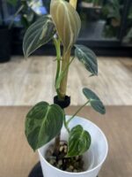 Philodendron melanochrysum variegata #1 - obrazek 3