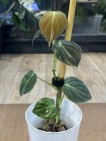 Philodendron melanochrysum variegata #1 - obrazek 2