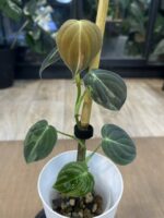 Philodendron melanochrysum variegata