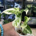 Syngonium T25 #2