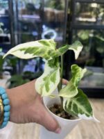 Syngonium T25 #2