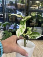 Syngonium T25 #2 - obrazek 2