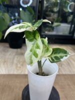 Syngonium T25 #2 - obrazek 3
