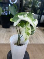 Syngonium T25 #2 - obrazek 4