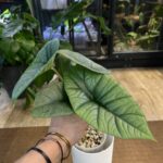 Alocasia Platinum rzadka roślina kolekcjonerska o grubych skórzastych liściach w kolorze srebrzystego matowego metalu egzotyczny okaz z serii Jewel Alocasia Variegarden.