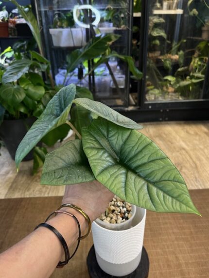 Alocasia Platinum rzadka roślina kolekcjonerska o grubych skórzastych liściach w kolorze srebrzystego matowego metalu egzotyczny okaz z serii Jewel Alocasia Variegarden.