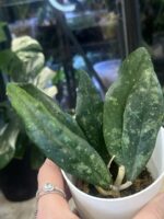 Hoya Finlaysonii #1 - obrazek 5