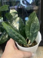 Hoya Finlaysonii #1 - obrazek 3