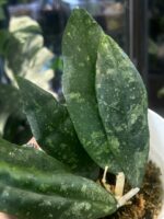 Hoya Finlaysonii