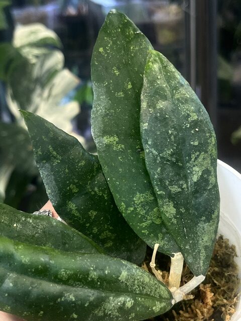 Hoya Finlaysonii (3) Hoya Finlaysonii