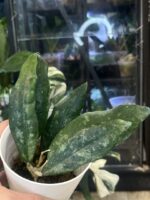 Hoya Finlaysonii #1 - obrazek 4