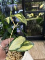 Hoya acuta variegata #2 - obrazek 2