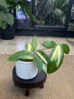 Hoya acuta variegata #1 - obrazek 4