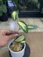 Hoya acuta variegata #2 - obrazek 3
