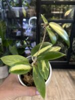 Hoya acuta variegata #1 - obrazek 2