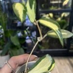 Hoya acuta variegata, rzadka roślina kolekcjonerska o sztywnych liściach z białą i kremową variegacją, luksusowa hoya o porcelanowych kwiatach, Variegarden.