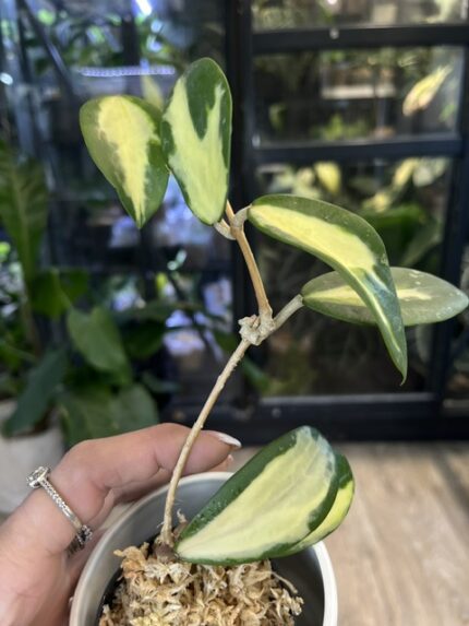 Hoya acuta variegata, rzadka roślina kolekcjonerska o sztywnych liściach z białą i kremową variegacją, luksusowa hoya o porcelanowych kwiatach, Variegarden.
