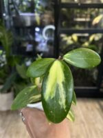 Hoya acuta variegata #1 - obrazek 3