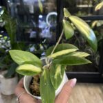Hoya acuta variegata, rzadka roślina kolekcjonerska o sztywnych liściach z białą i kremową variegacją, luksusowa hoya o porcelanowych kwiatach, Variegarden.
