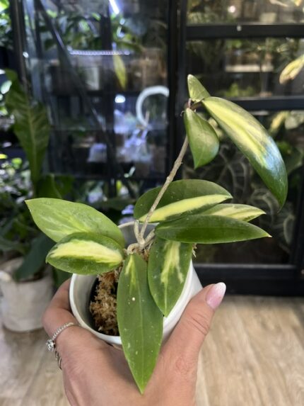 Hoya acuta variegata, rzadka roślina kolekcjonerska o sztywnych liściach z białą i kremową variegacją, luksusowa hoya o porcelanowych kwiatach, Variegarden.