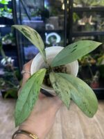 Hoya pubicalyx 'Pink Silver Ghost'  #2 - obrazek 2