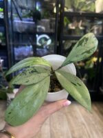 Hoya pubicalyx 'Pink Silver Ghost'  #2 - obrazek 4