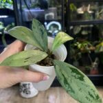 Hoya pubicalyx Pink Silver Ghost, liście z intensywnym srebrnym wybarwieniem splash, różowe akcenty na młodych przyrostach, rzadka woskownica kolekcjonerska, błyszcząca tekstura, Variegarden