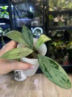 Hoya pubicalyx Pink Silver Ghost, liście z intensywnym srebrnym wybarwieniem splash, różowe akcenty na młodych przyrostach, rzadka woskownica kolekcjonerska, błyszcząca tekstura, Variegarden