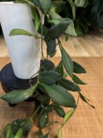 Hoya tsangii XL #1 - obrazek 4