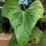 Anthurium Pterodactyl #1