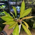 Philodendron Golden Saw
