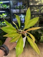 Philodendron Golden Saw