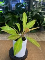 Philodendron Golden Saw - obrazek 5