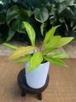 Philodendron Golden Saw - obrazek 4