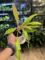 Philodendron Golden Saw - obrazek 3