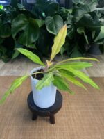 Philodendron Golden Saw - obrazek 2