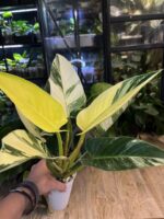 Philodendron Green Congo Albo Variegata #1 - obrazek 7
