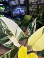 Philodendron Green Congo Albo Variegata #1 - obrazek 5