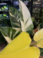 Philodendron Green Congo Albo Variegata #1 - obrazek 6
