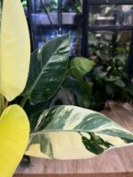 Philodendron Green Congo Albo Variegata #1 - obrazek 4